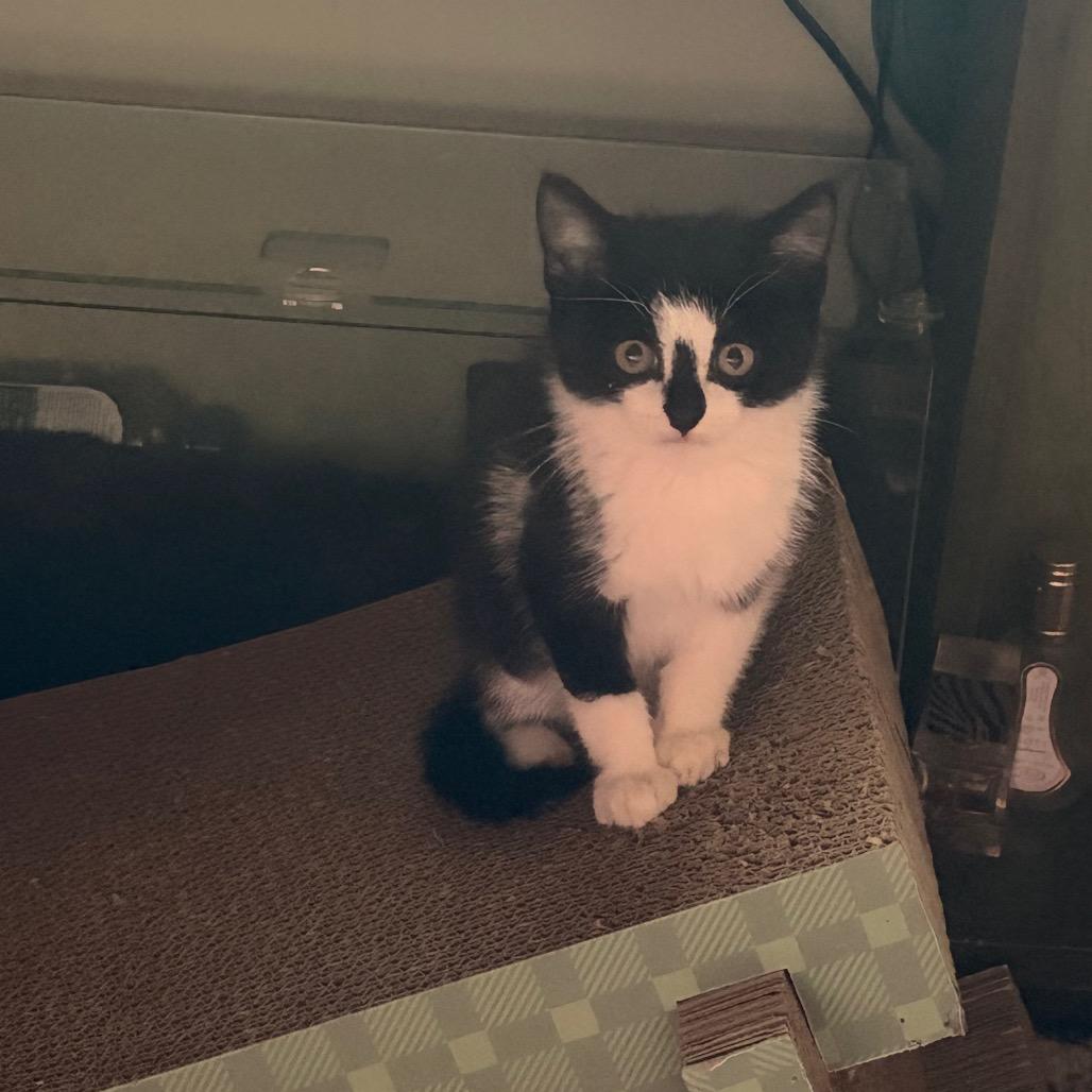Enlarge Bee- I'm in foster, call to meet me!, a Adoptable Domestic Short Hair in Bristol, IN image 4/4
