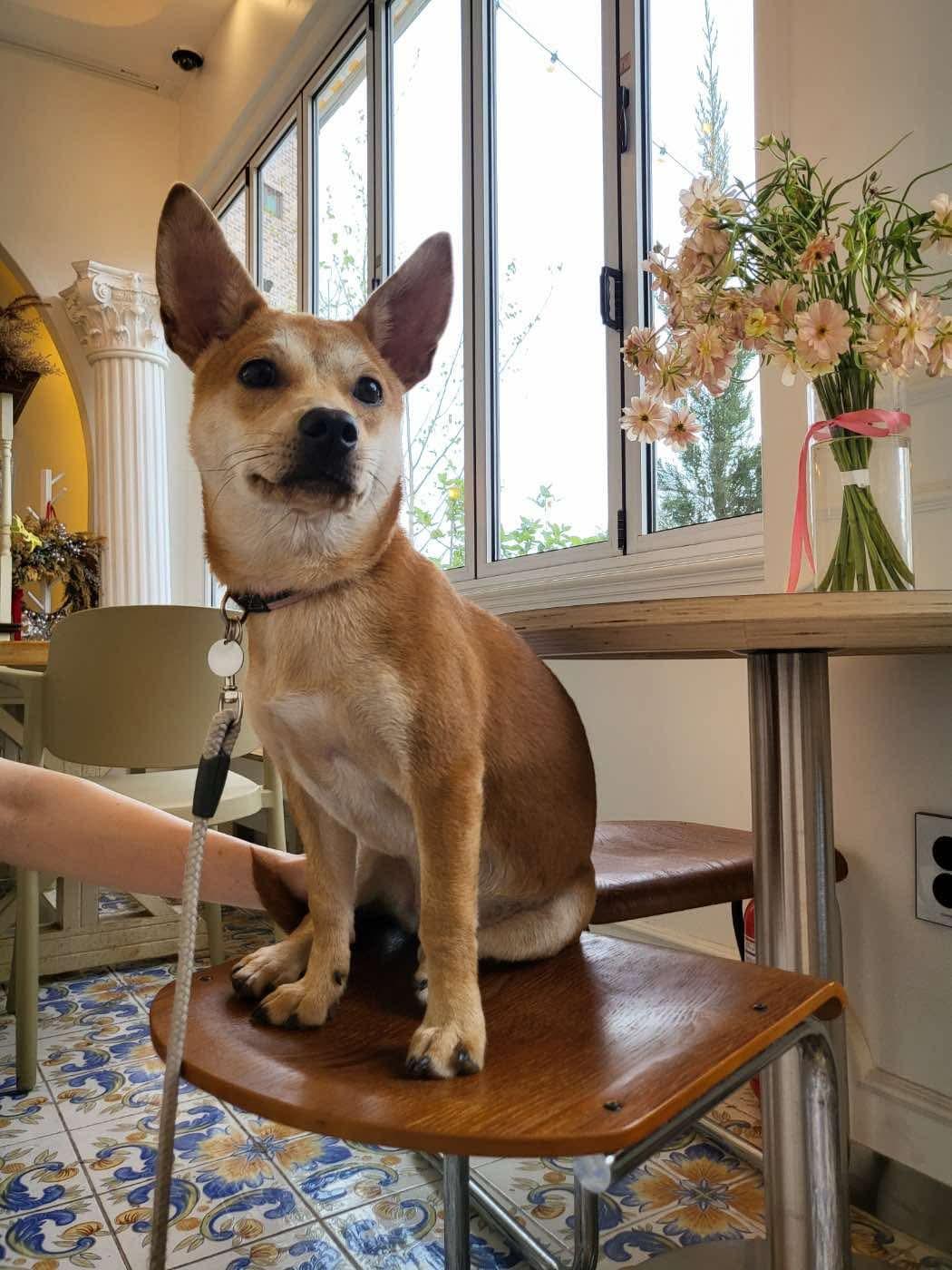 Kkuya, an adoptable Shiba Inu, Jindo in San Francisco, CA, 94115 | Photo Image 5