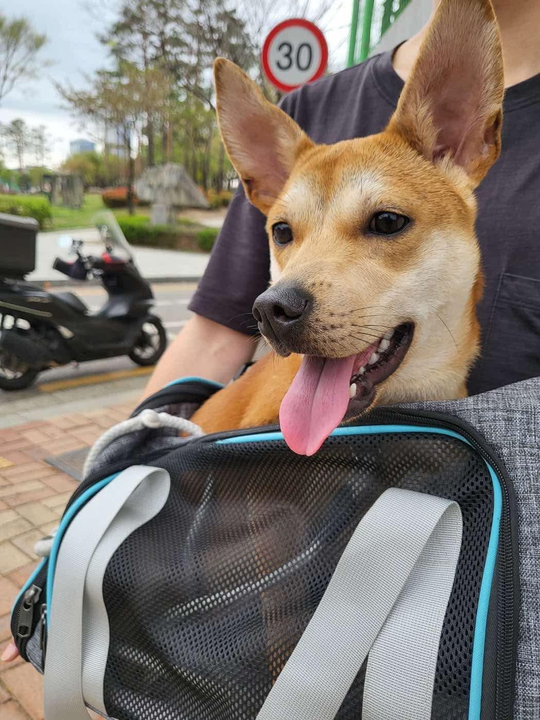 Kkuya, an adoptable Shiba Inu, Jindo in San Francisco, CA, 94115 | Photo Image 6