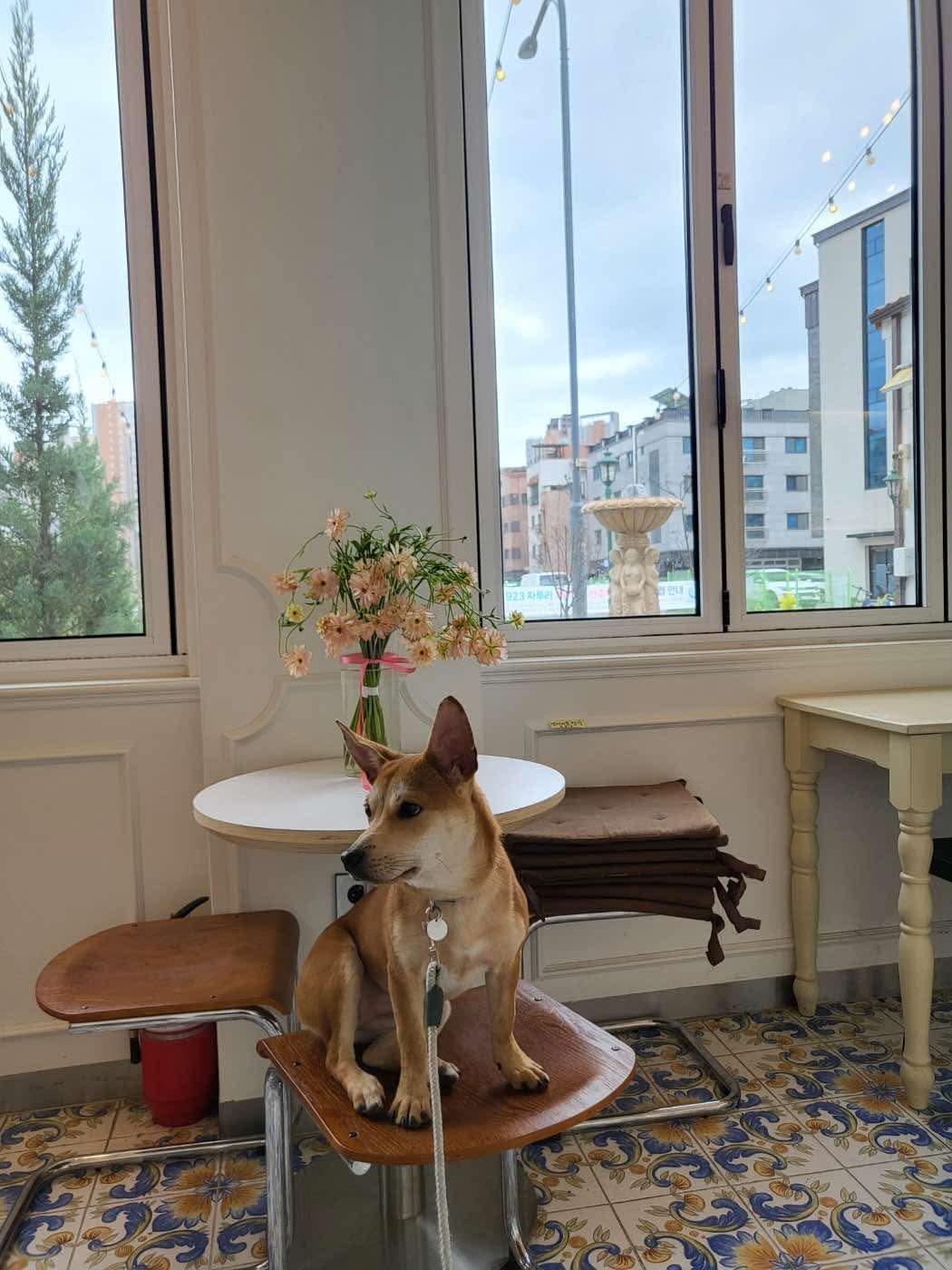 Kkuya, an adoptable Shiba Inu, Jindo in San Francisco, CA, 94115 | Photo Image 2