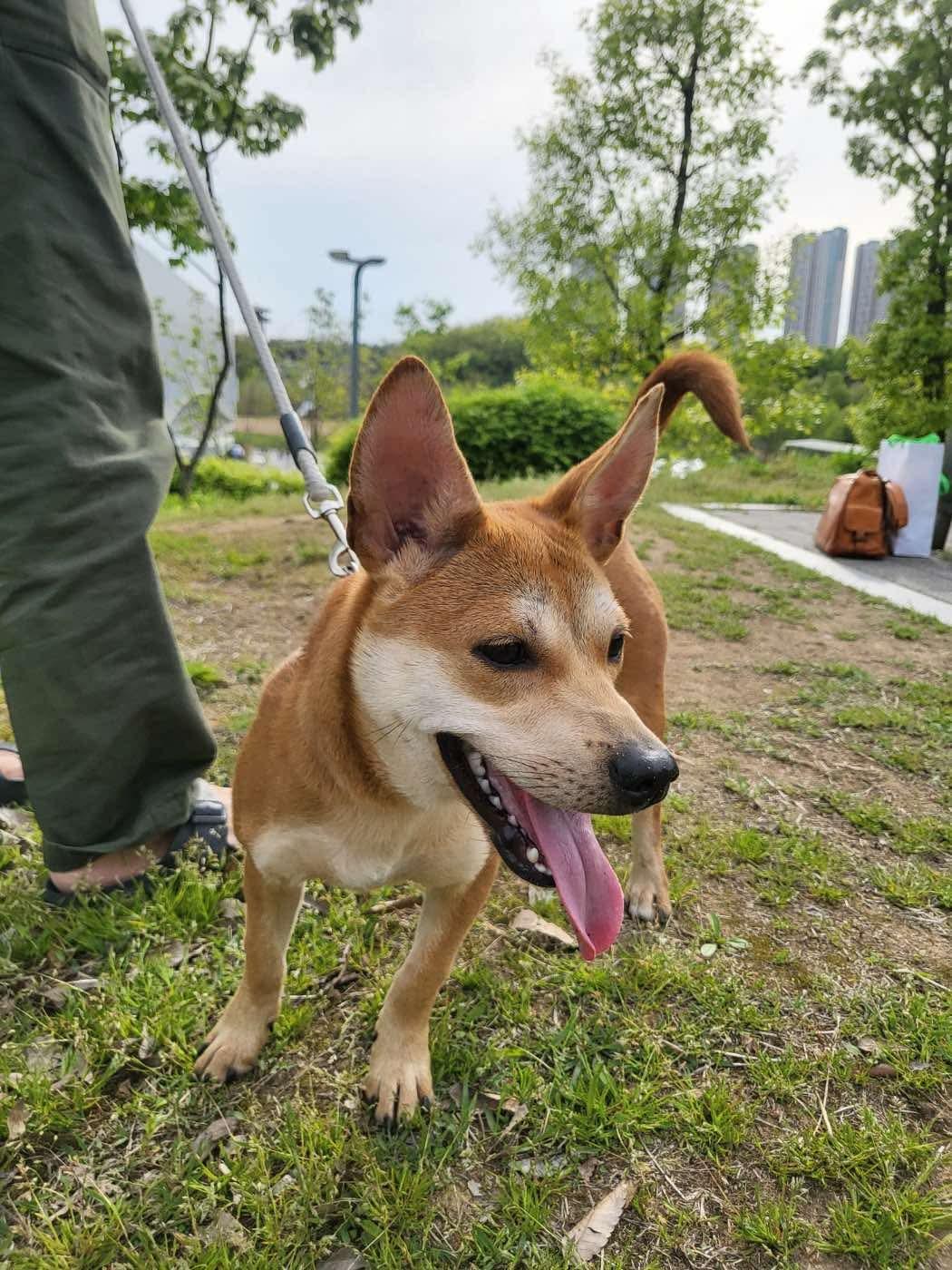 Kkuya, an adoptable Shiba Inu, Jindo in San Francisco, CA, 94115 | Photo Image 4
