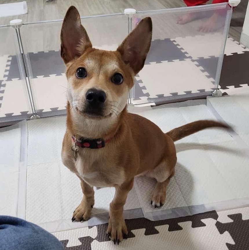 Kkuya, an adoptable Shiba Inu, Jindo in San Francisco, CA, 94115 | Photo Image 1