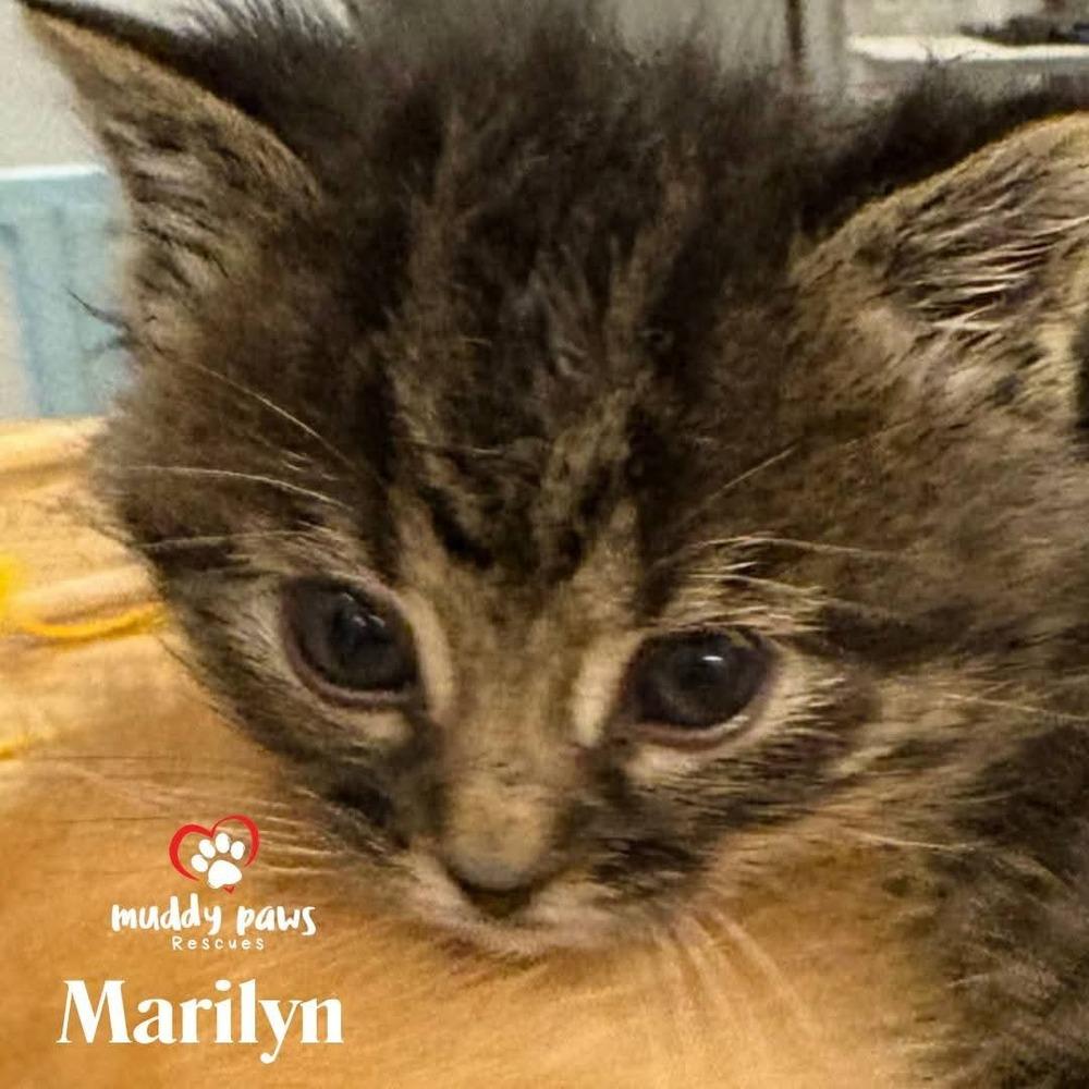 Hollywood Legends: Marilyn - Adoption Pending