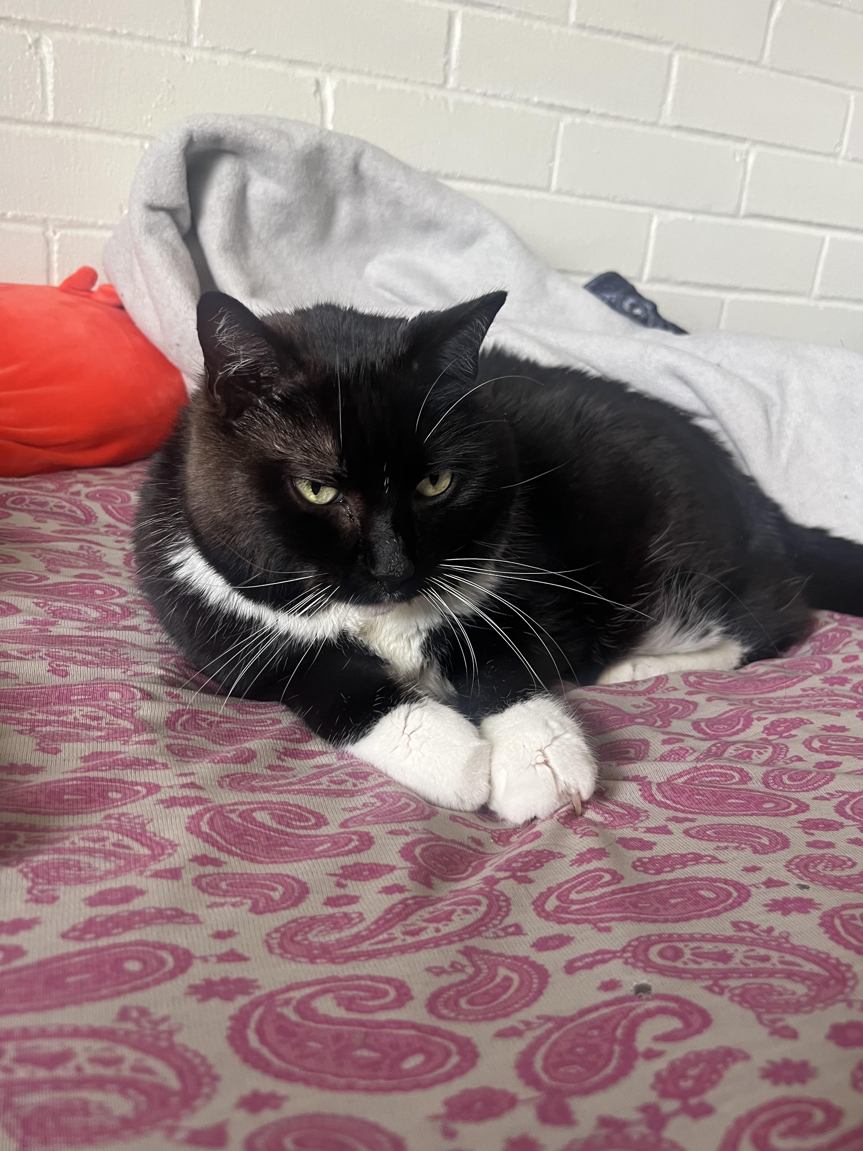 Enlarge Treasure, a Adoptable mixed breed in St Petersburg, FL image 1/6