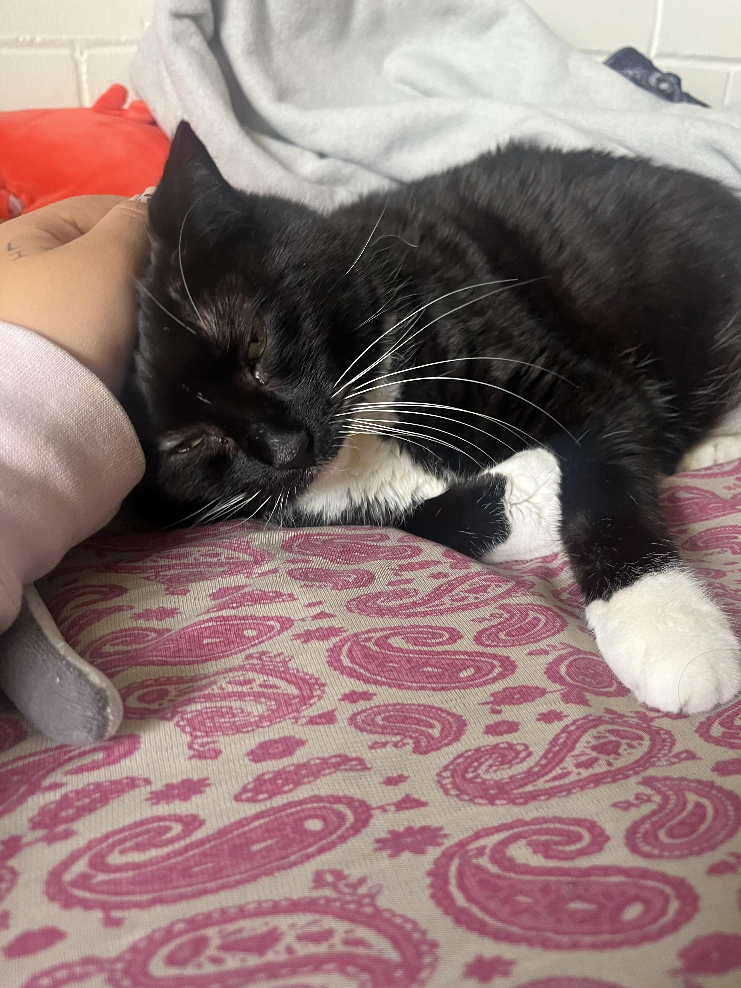 Enlarge Treasure, a Adoptable mixed breed in St Petersburg, FL image 3/5