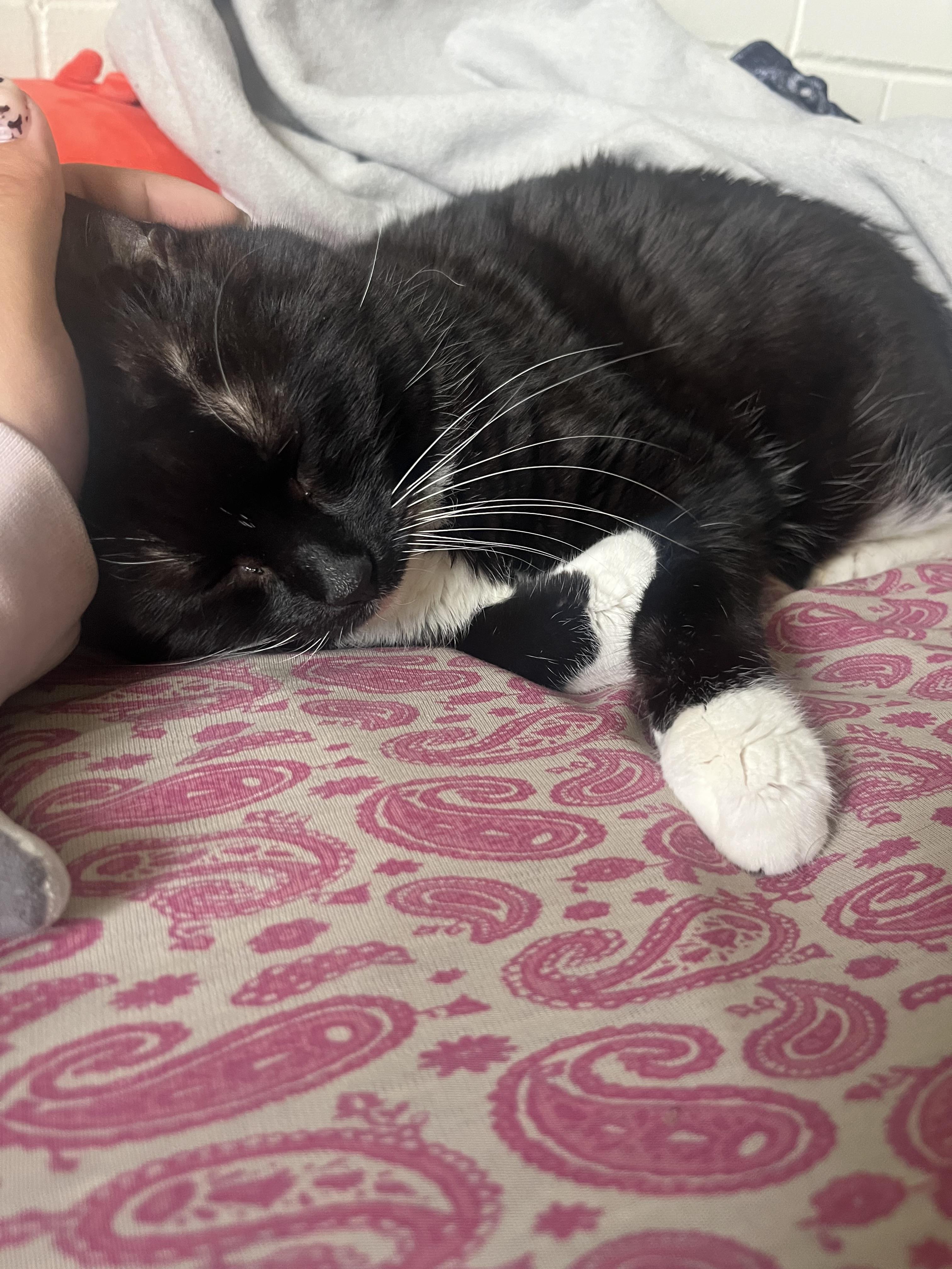 Treasure, Adoptable, Senior Female Domestic Short Hair.