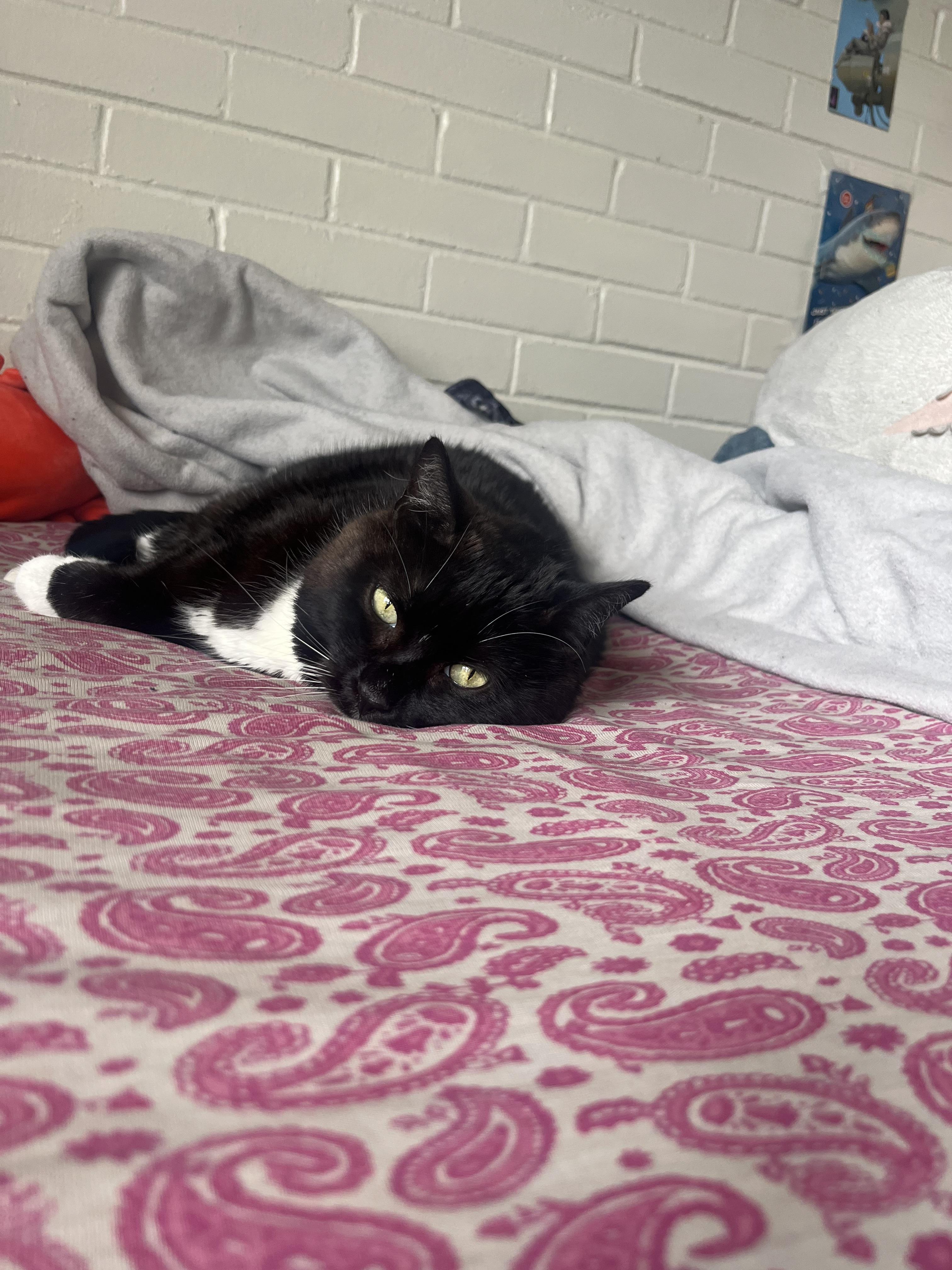 Enlarge Treasure, a Adoptable mixed breed in St Petersburg, FL image 3/6