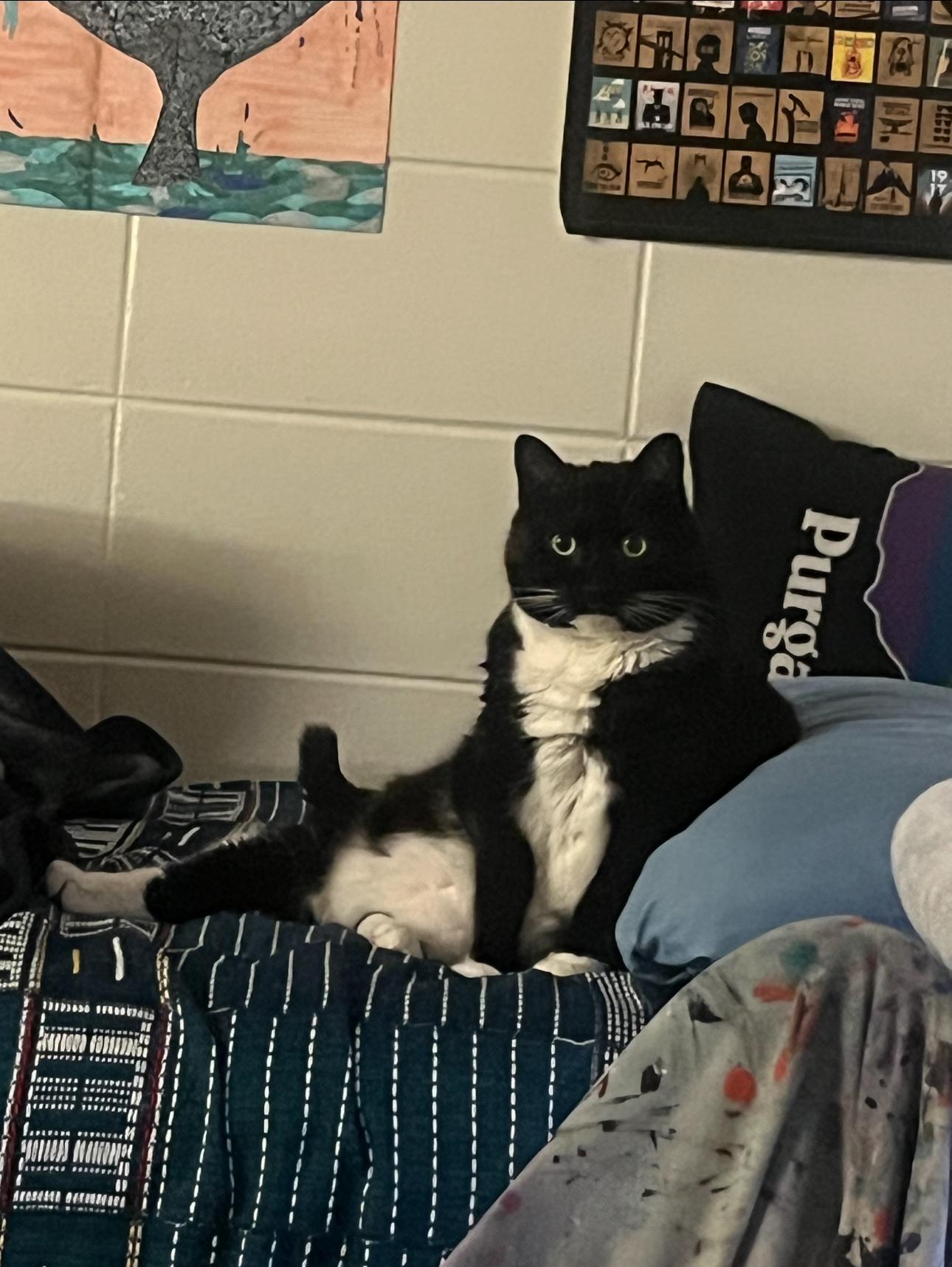 Enlarge Treasure, a Adoptable mixed breed in St Petersburg, FL image 5/6