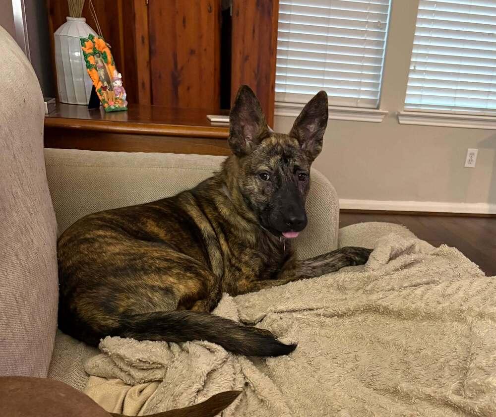 Enlarge Darling Dee, a Adoptable mixed breed in Aurora, CO image 1/6