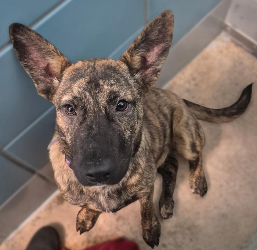 Enlarge Darling Dee, a Adoptable mixed breed in Aurora, CO image 1/1