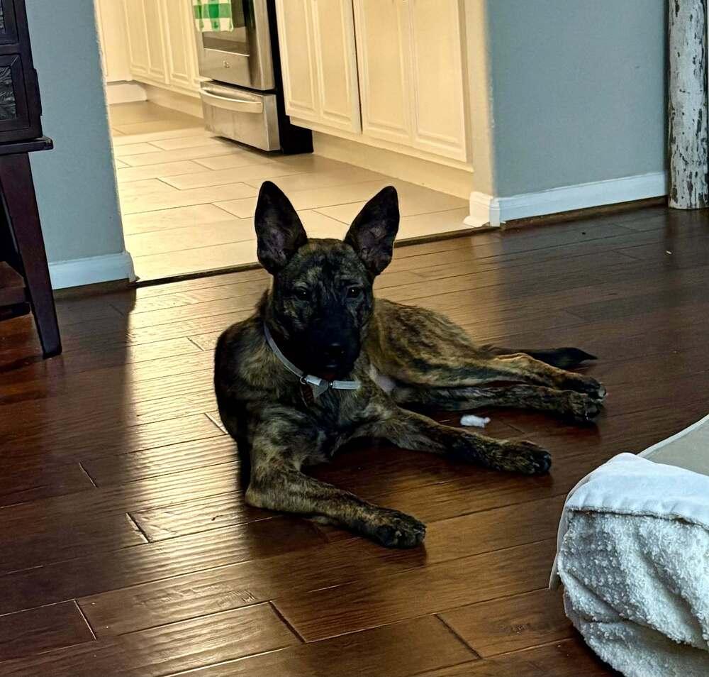 Enlarge Darling Dee, a Adoptable mixed breed in Aurora, CO image 3/6