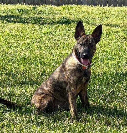 Enlarge Darling Dee, a Adoptable mixed breed in Aurora, CO image 4/6