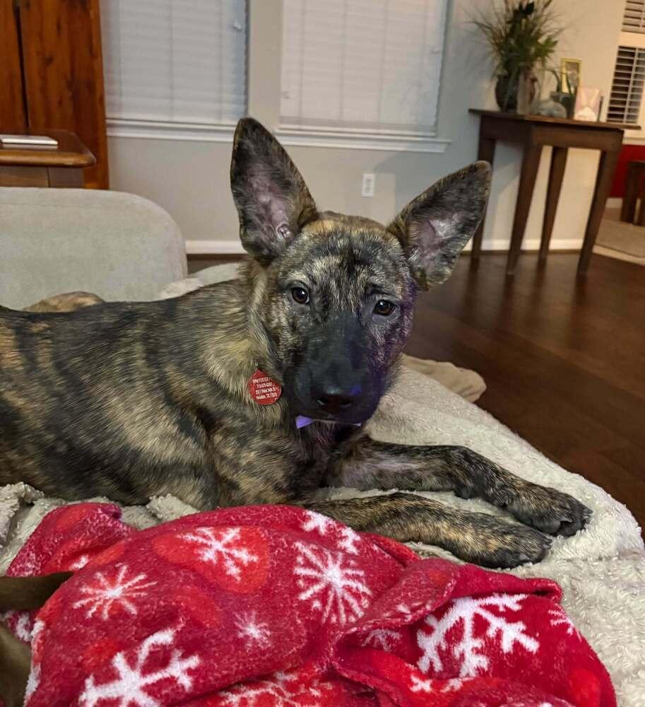 Enlarge Darling Dee, a Adoptable mixed breed in Aurora, CO image 5/6