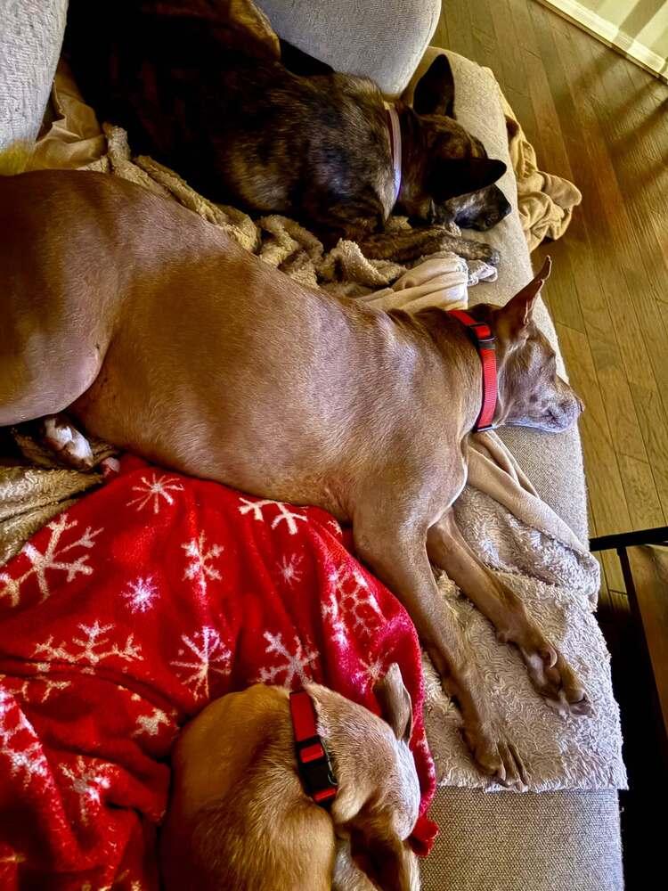 Enlarge Darling Dee, a Adoptable mixed breed in Aurora, CO image 6/6