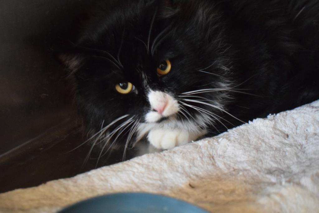 Enlarge Desi (Manny), a Adoptable mixed breed in Pahrump, NV image 2/3