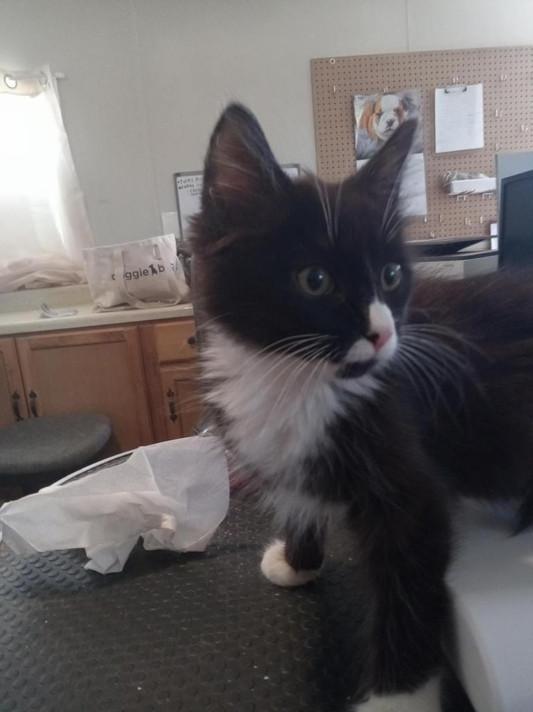 Desi (Manny), Adoptable, Adult Male Domestic Long Hair.