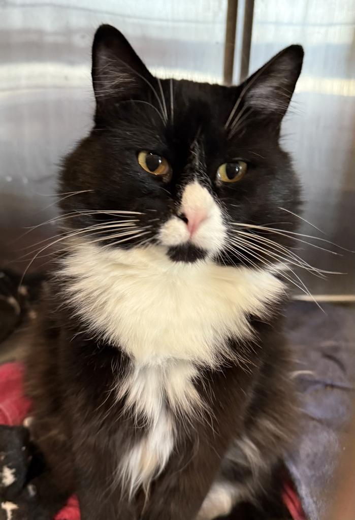 Enlarge Desi (Manny), a Adoptable mixed breed in Pahrump, NV image 3/3