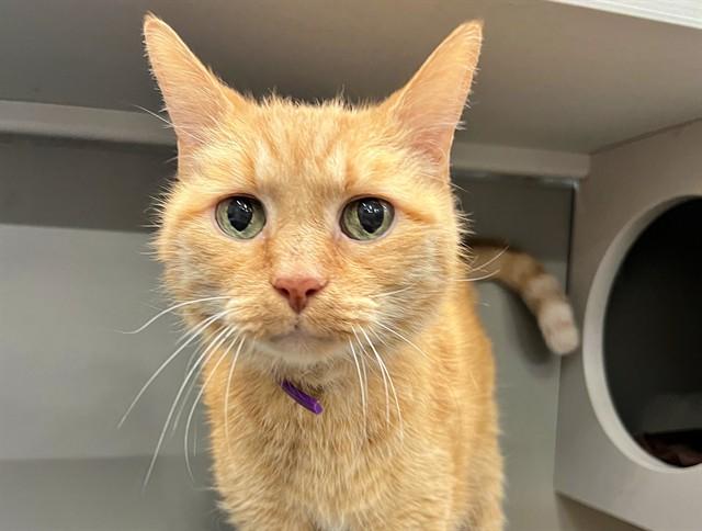 CLEMENTINE, Adoptable, Senior Male Domestic Short Hair.