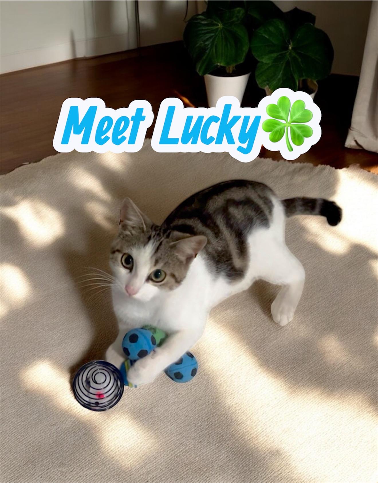 Enlarge Meet Lucky, an adopted American Shorthair in Boca Raton, FL image 1/5