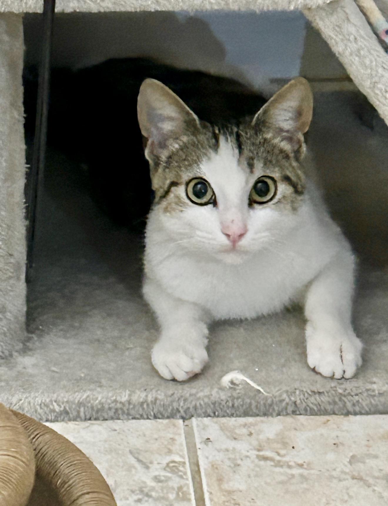 Enlarge Meet Lucky, an adopted American Shorthair in Boca Raton, FL image 5/5