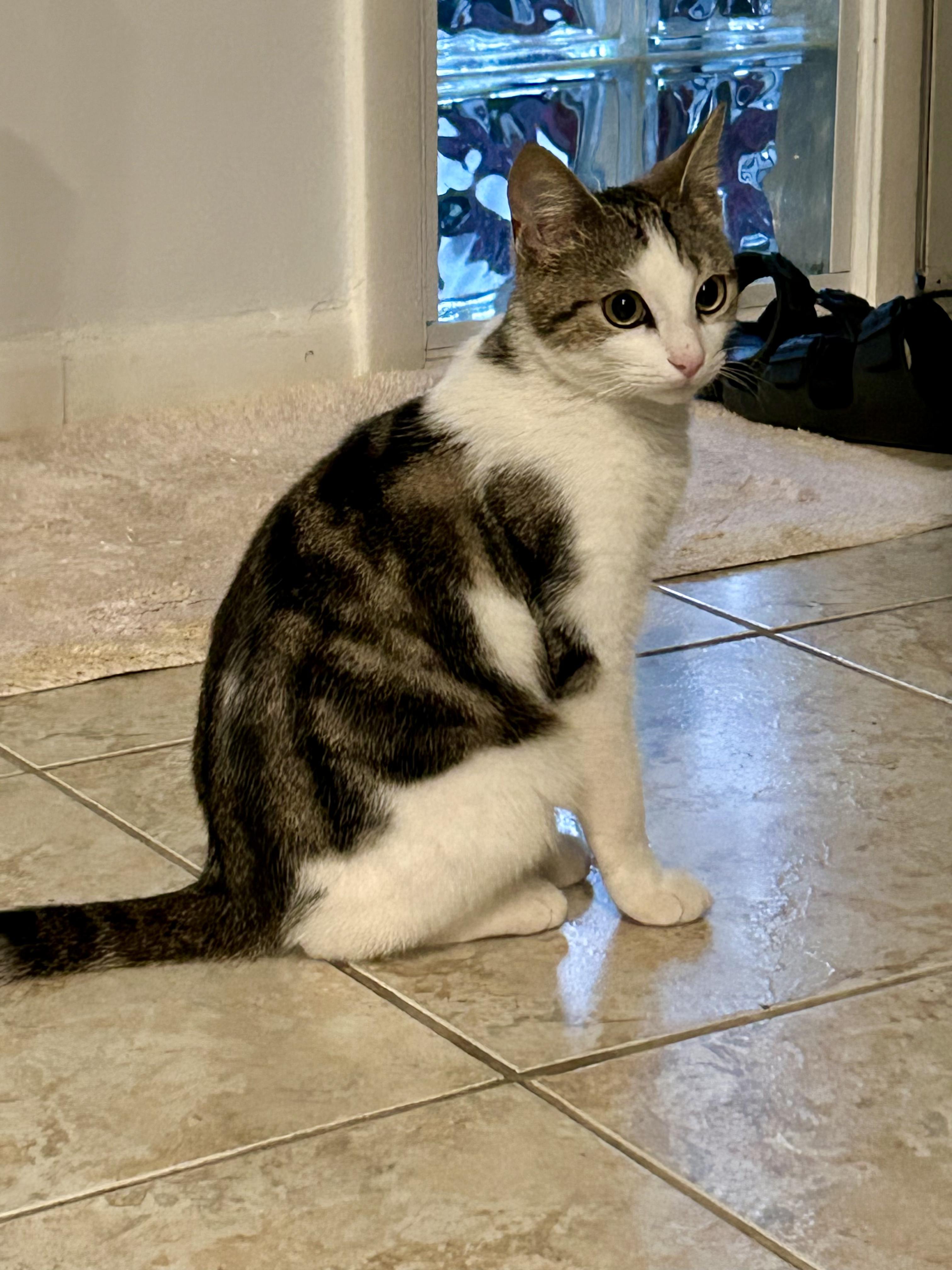 Enlarge Meet Lucky, an adopted American Shorthair in Boca Raton, FL image 3/5