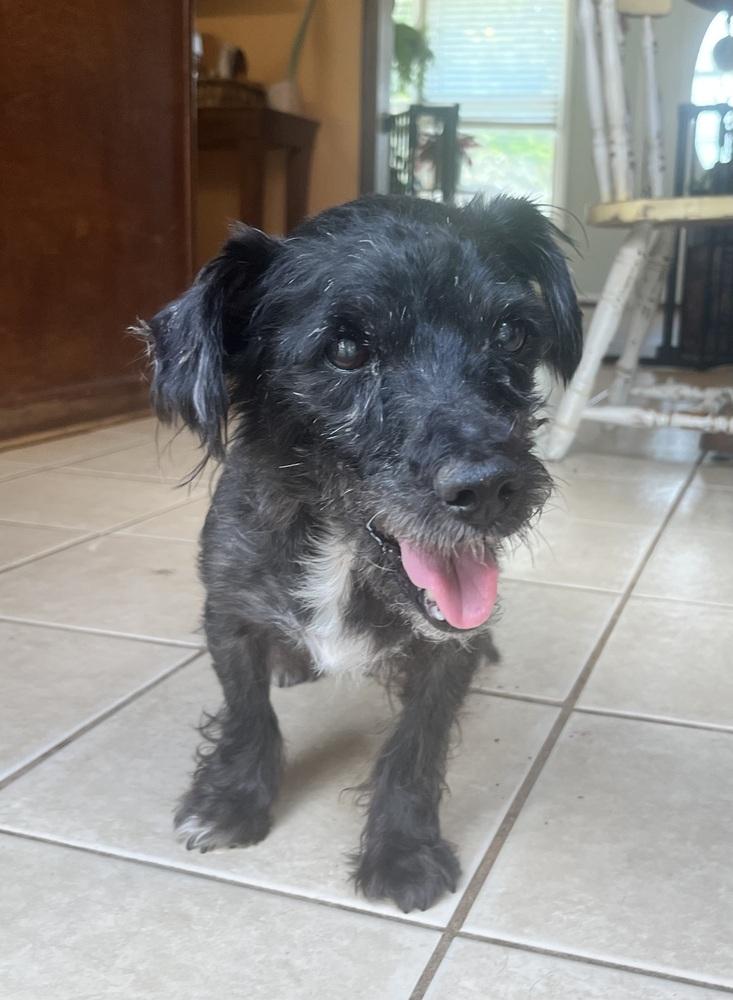Enlarge Rocko, a Adoptable Terrier in Acworth, GA image 2/4