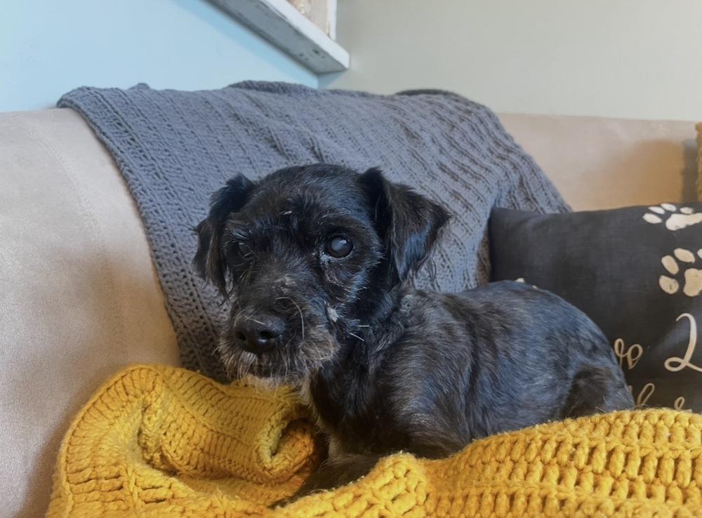 Enlarge Rocko, a Adoptable Terrier in Acworth, GA image 3/4