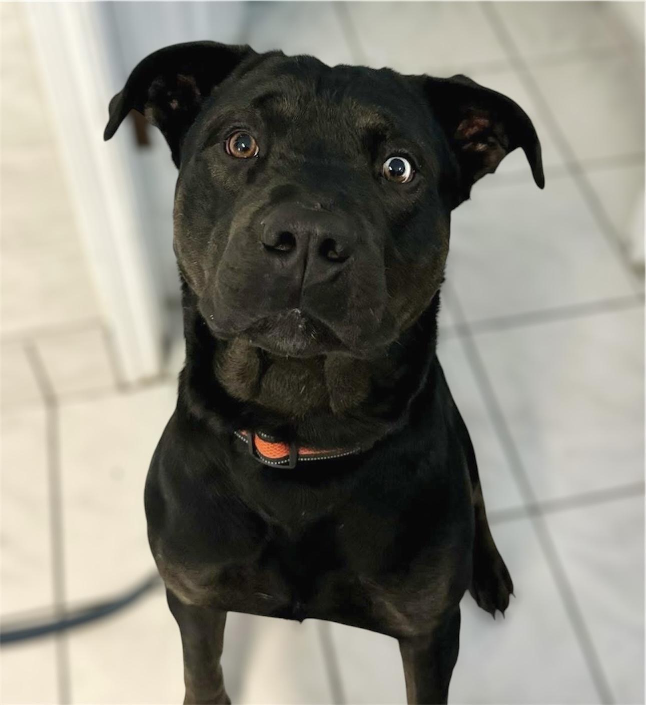 Reginald, Adoptable, Adult Male Rottweiler & Black Labrador Retriever.