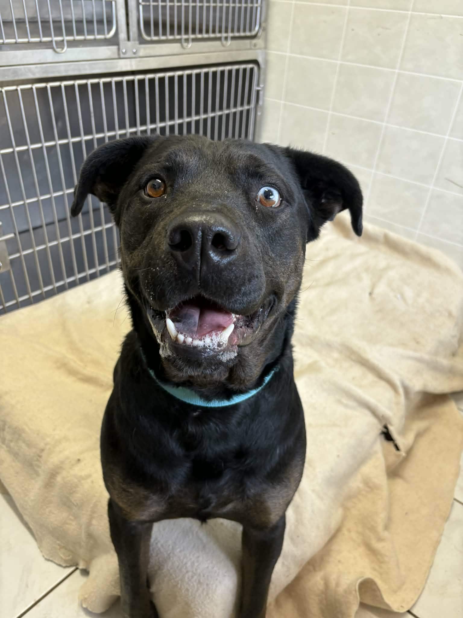 Reginald, Adoptable, Adult Male Rottweiler & Black Labrador Retriever.
