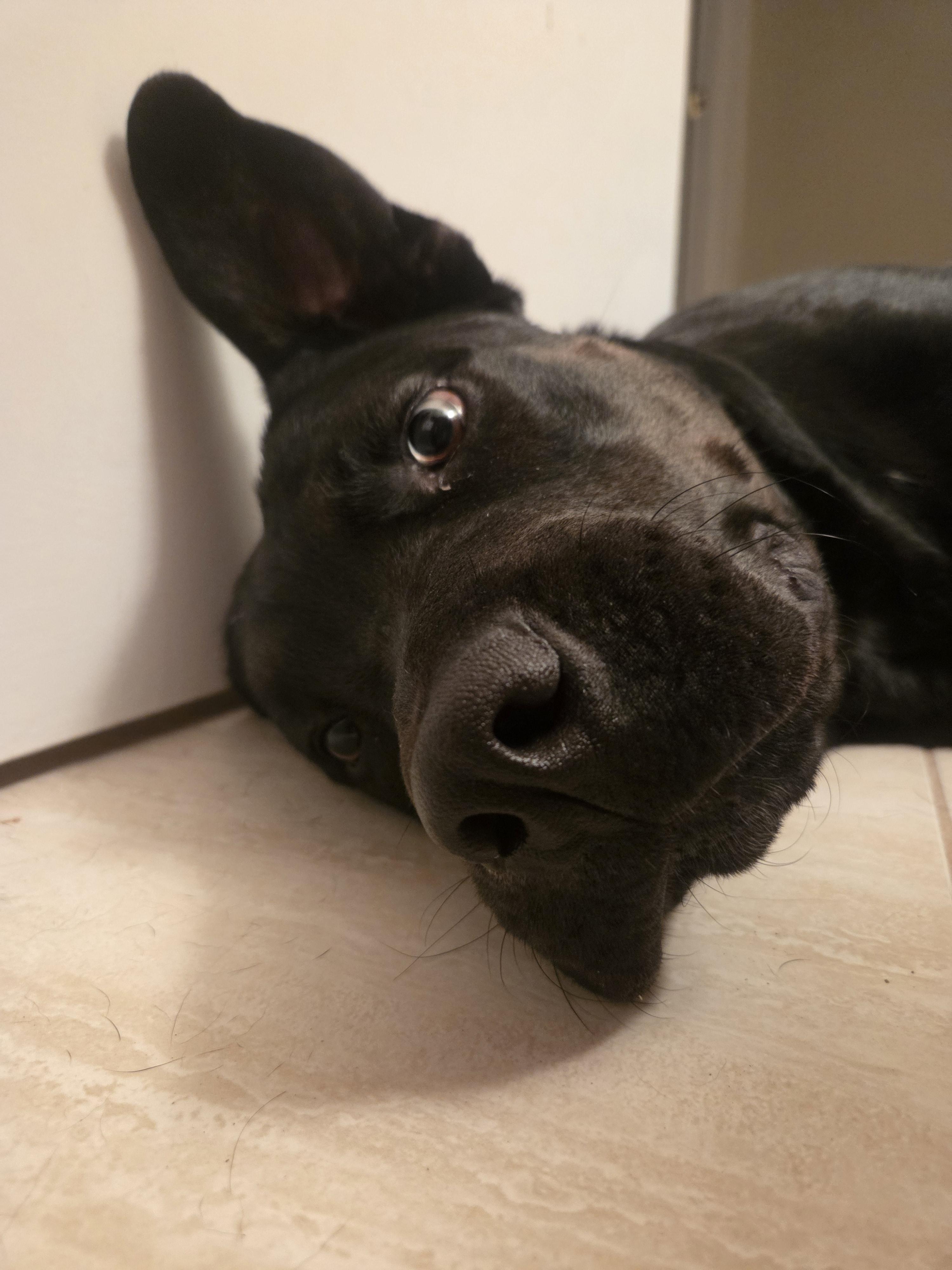 Reginald, a Adoptable mixed breed in Appin, ON image 2/6