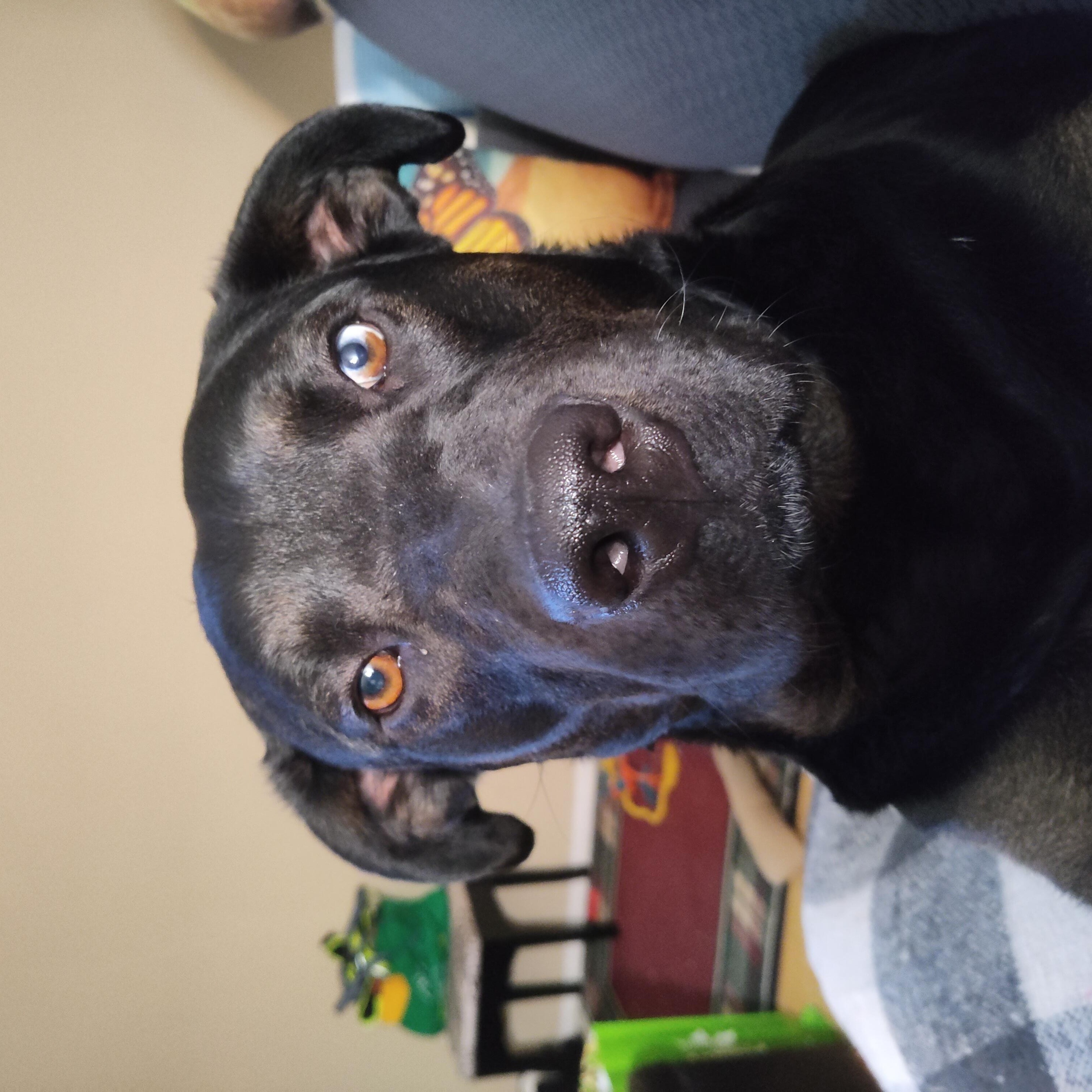 Reginald, a Adoptable mixed breed in Appin, ON image 3/6