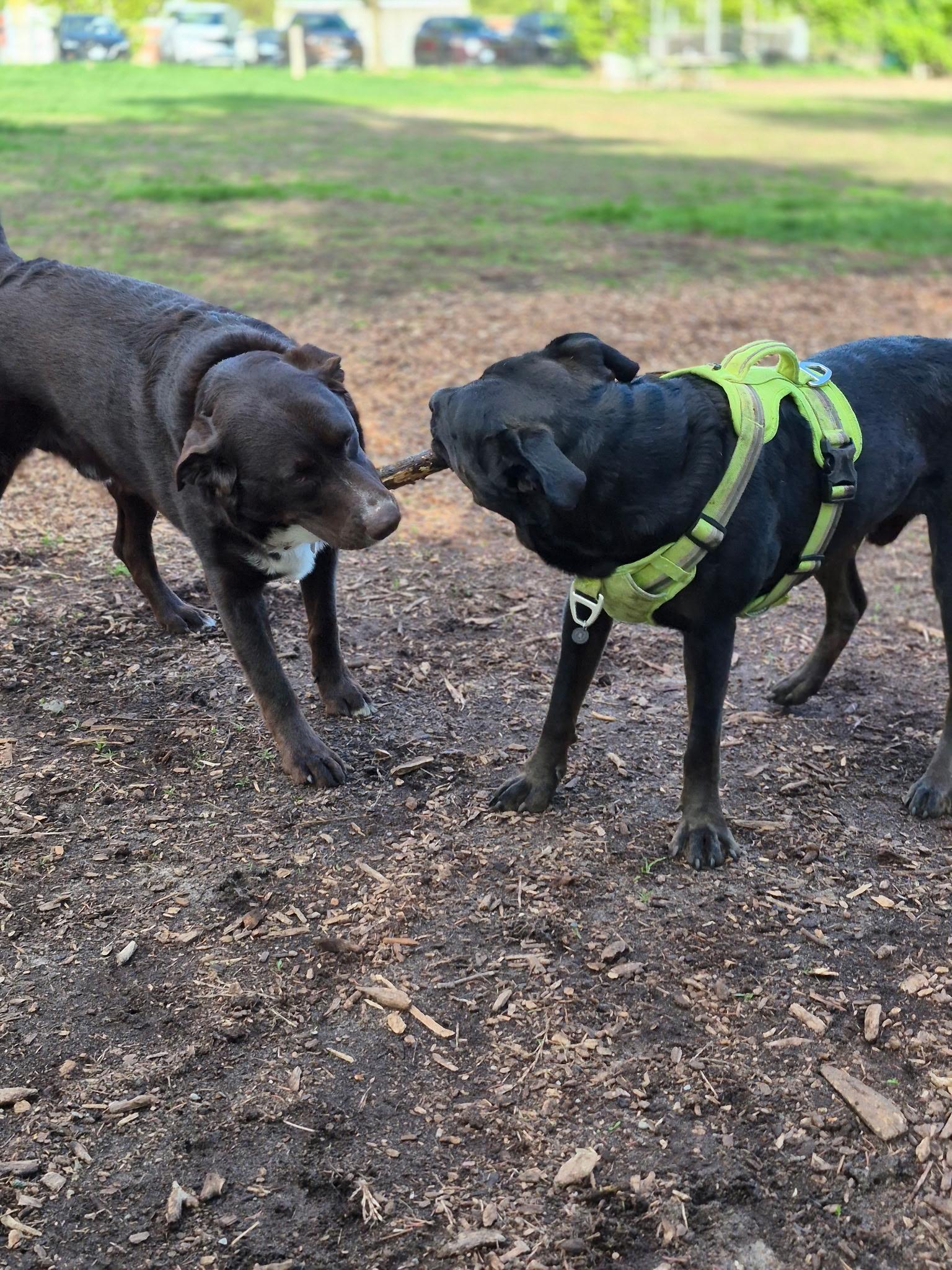 Reginald, a Adoptable mixed breed in Appin, ON image 4/6