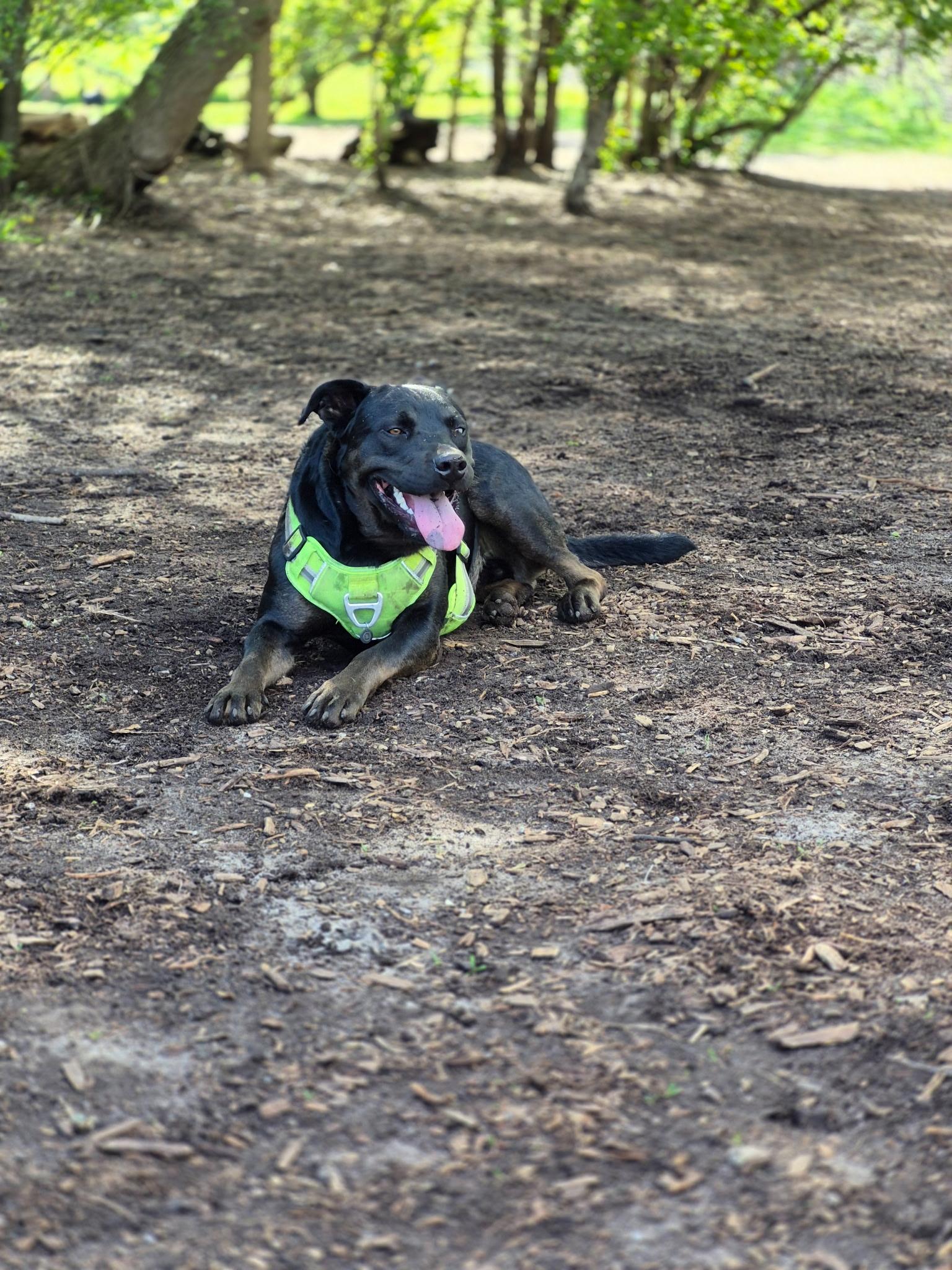 Reginald, a Adoptable mixed breed in Appin, ON image 5/6