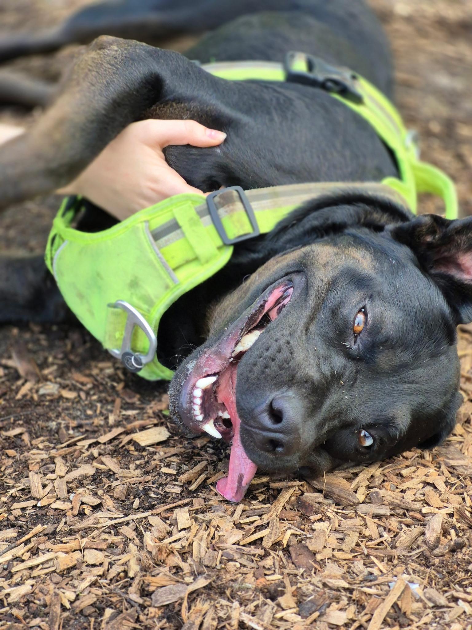 Reginald, Adoptable, Adult Male Rottweiler & Black Labrador Retriever.