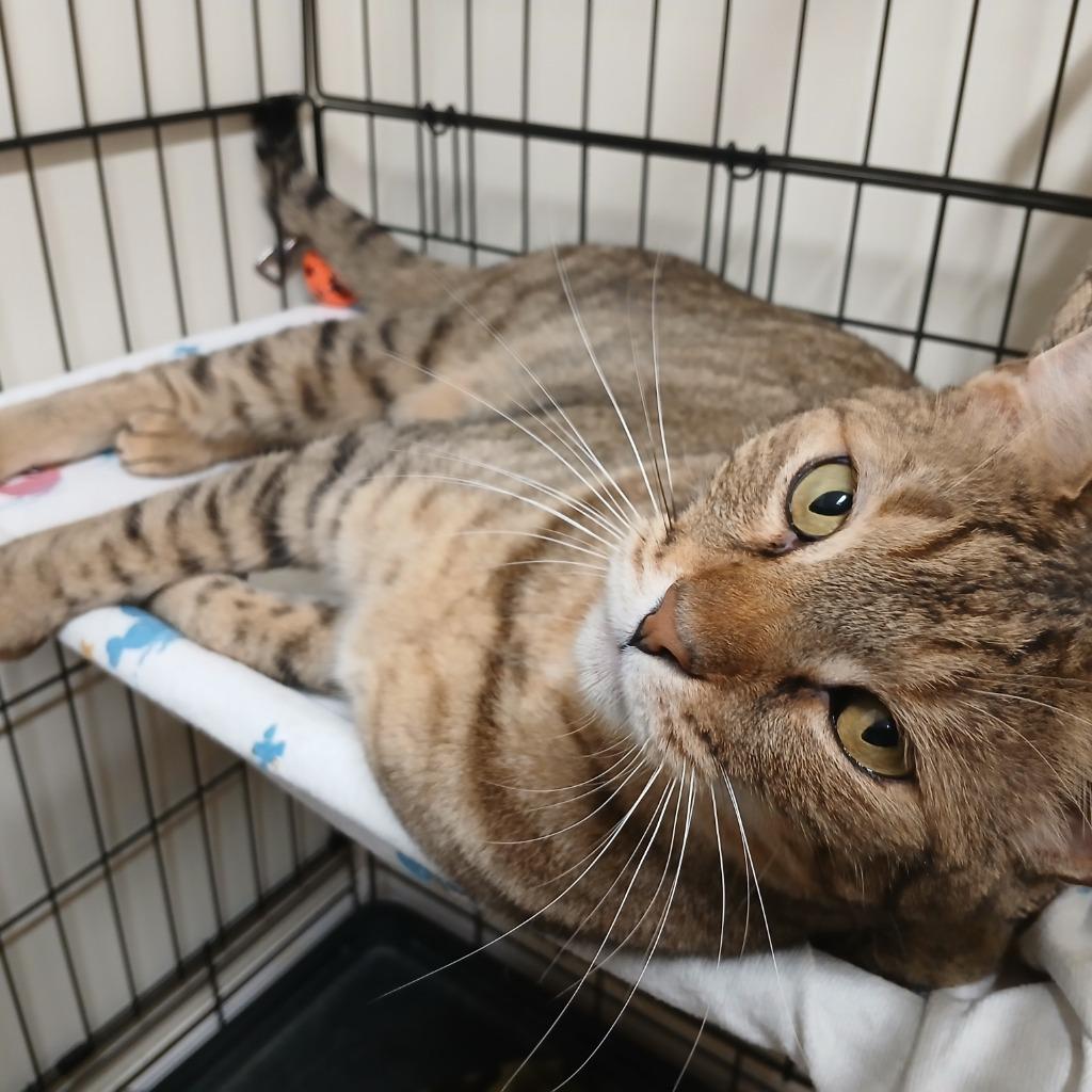 Dickens (meet me at the Braintree Petsmart)