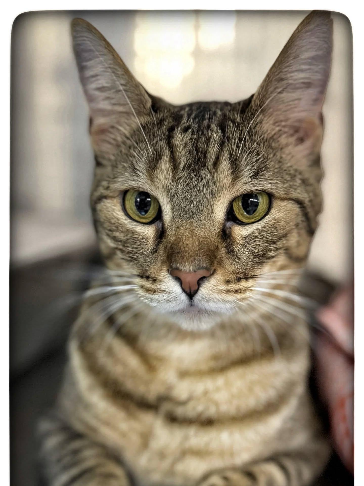 Dickens (meet me at the Braintree Petsmart)