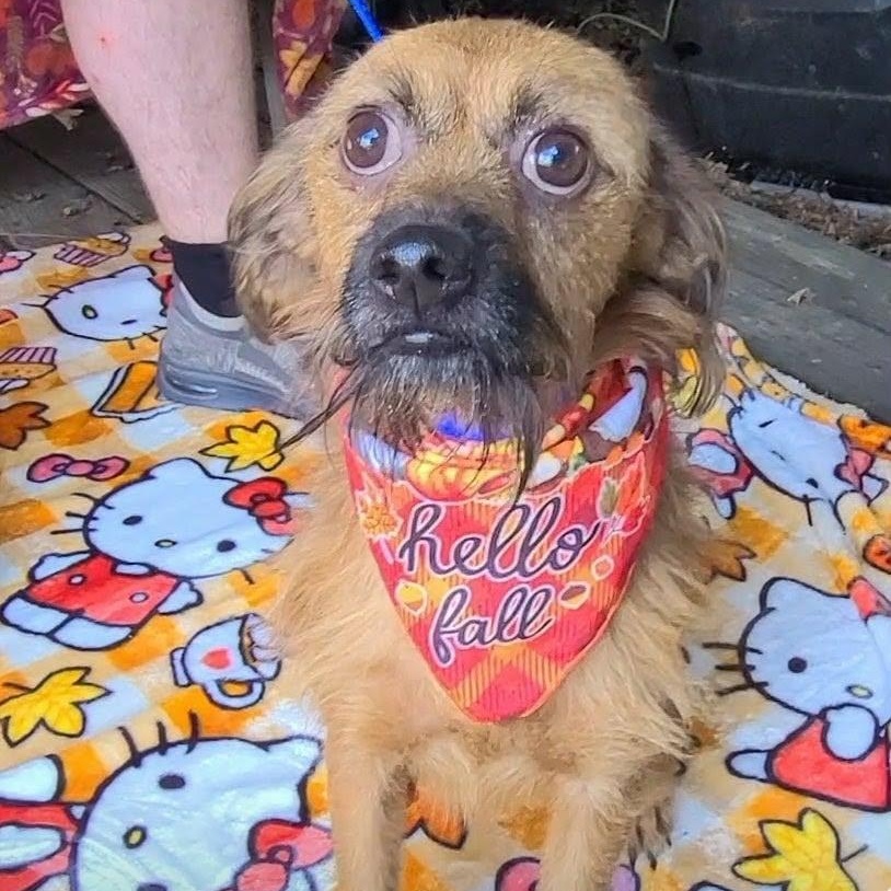Enlarge Buster, a Adoptable Mixed Breed in Woolwich, ME image 4/4