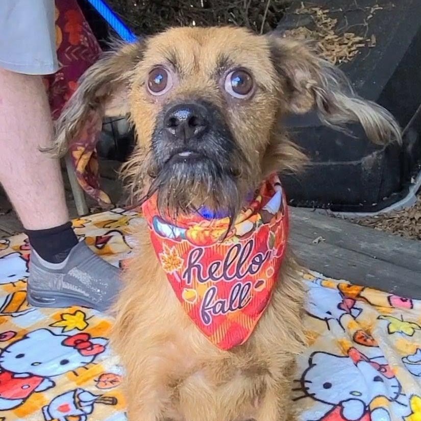 Enlarge Buster, a Adoptable Mixed Breed in Woolwich, ME image 1/4
