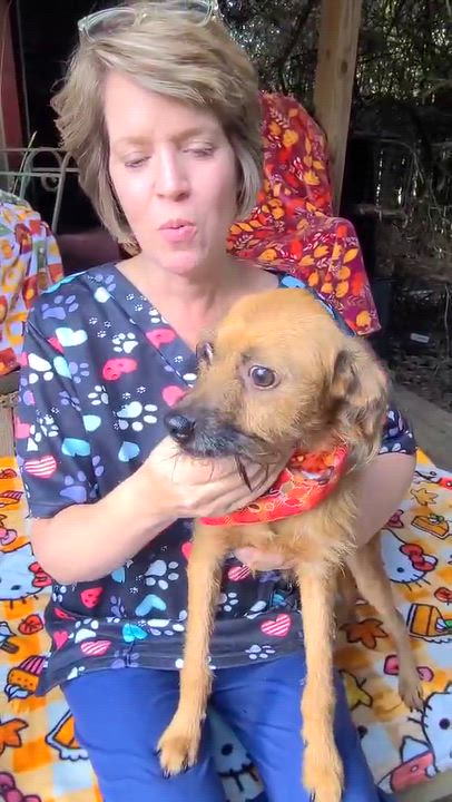 Enlarge Buster, a Adoptable Mixed Breed in Woolwich, ME video 2/4