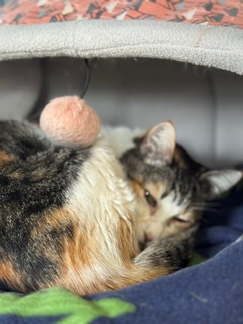 Enlarge Little One, an adopted Domestic Short Hair in Warren, OH image 2/5