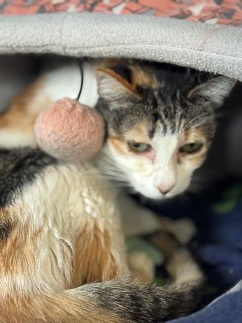 Enlarge Little One, an adopted Domestic Short Hair in Warren, OH image 3/5