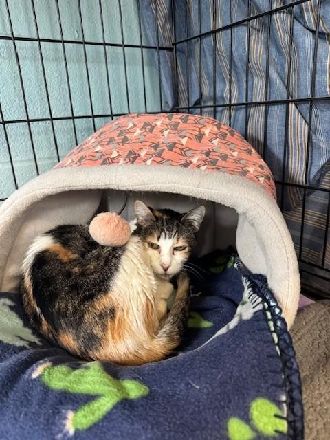 Little One, adopted, Senior Female Domestic Short Hair.