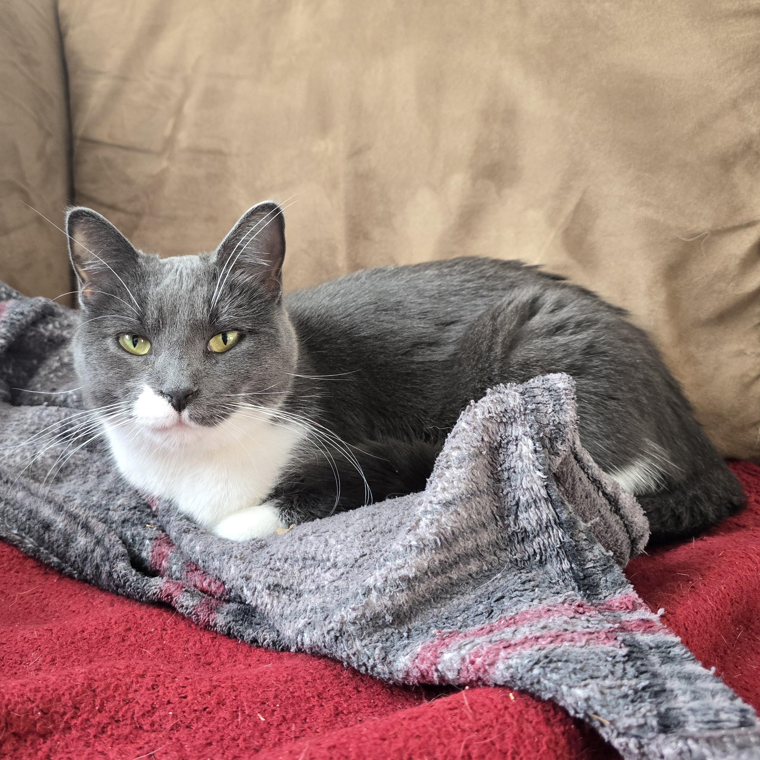 Enlarge Willow, a Adoptable mixed breed in Big Lake, MN image 3/6