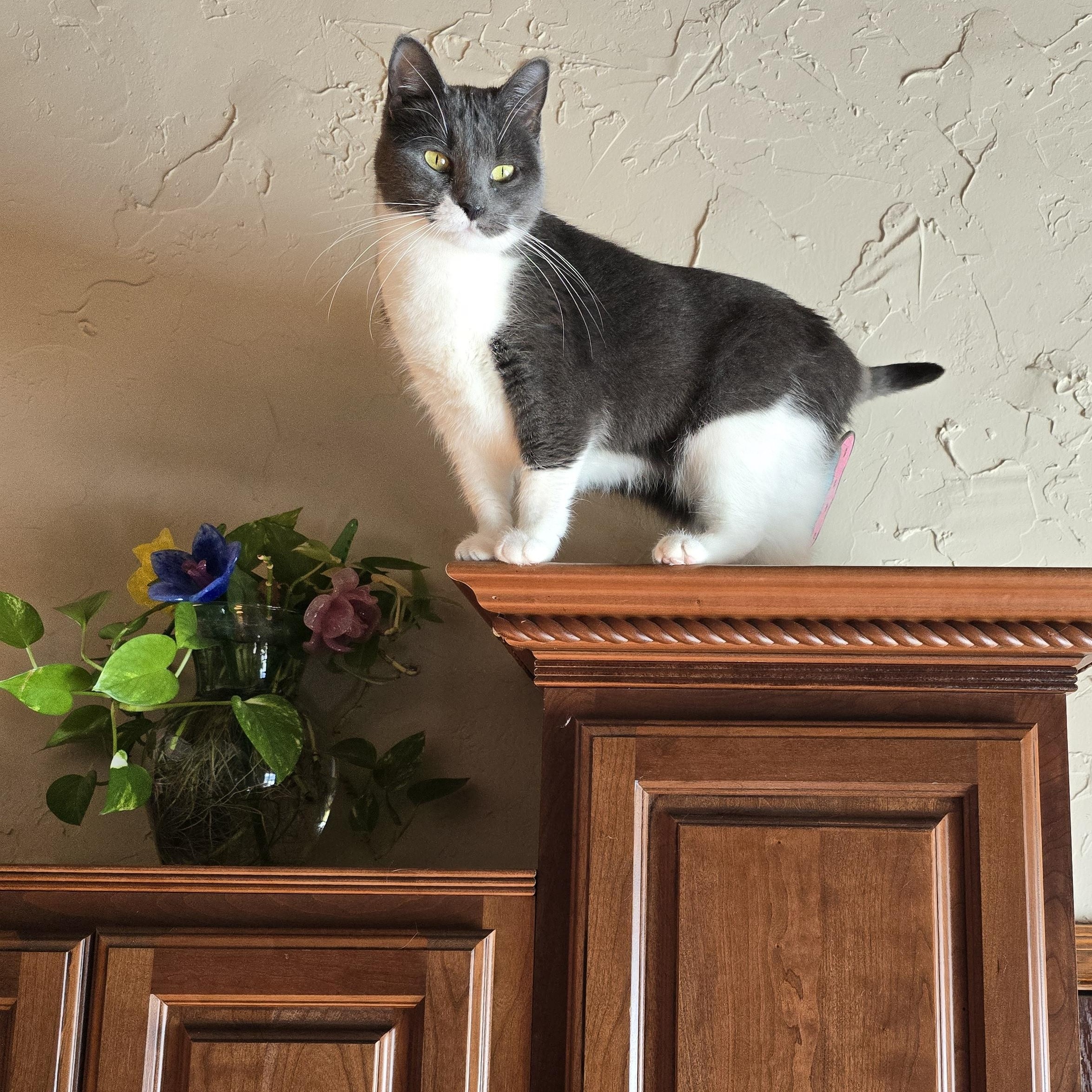 Enlarge Willow, a Adoptable mixed breed in Big Lake, MN image 2/6