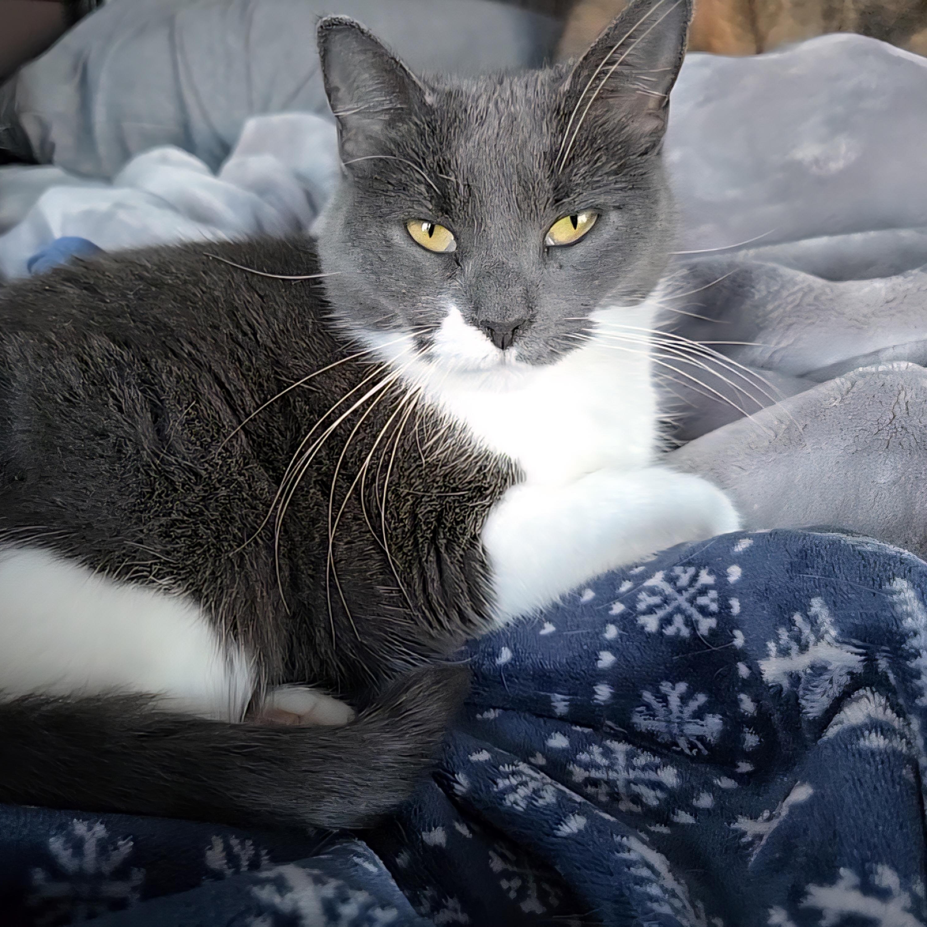 Willow, Adoptable, Adult Female Domestic Short Hair.