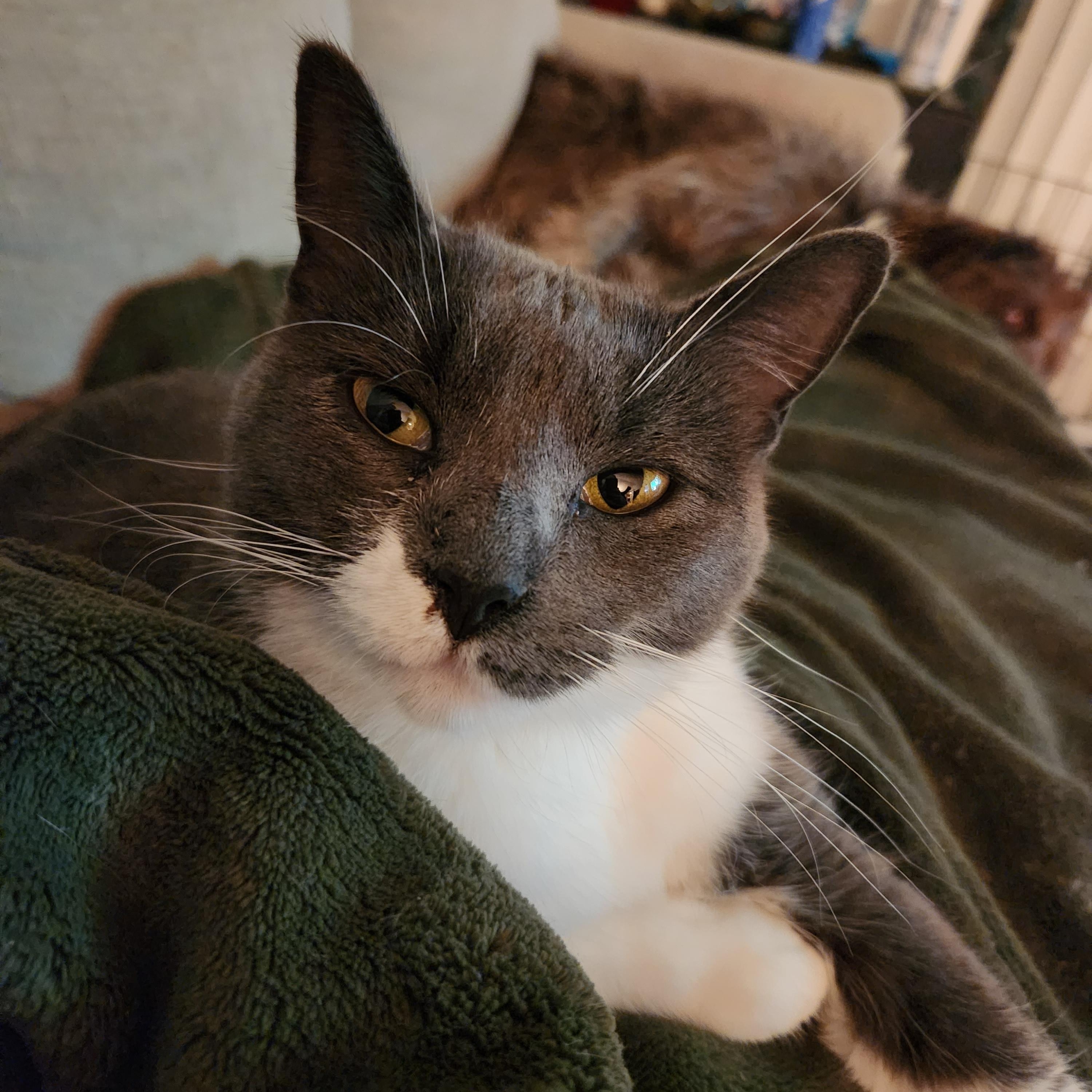 Enlarge Willow, a Adoptable mixed breed in Big Lake, MN image 2/3