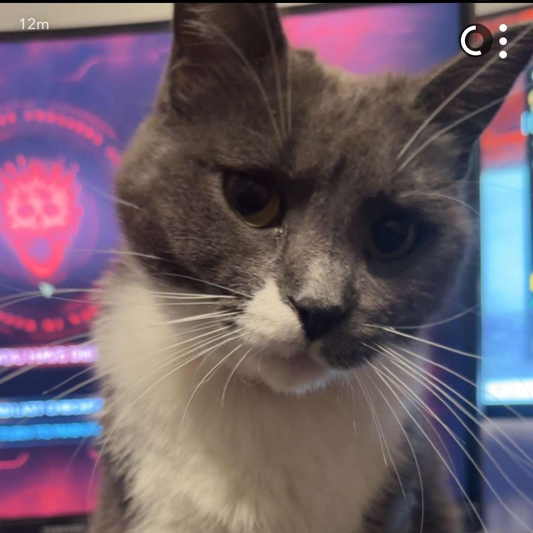 Enlarge Willow, a Adoptable mixed breed in Big Lake, MN image 3/3