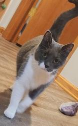 Enlarge Willow, a Adoptable mixed breed in Big Lake, MN image 1/3