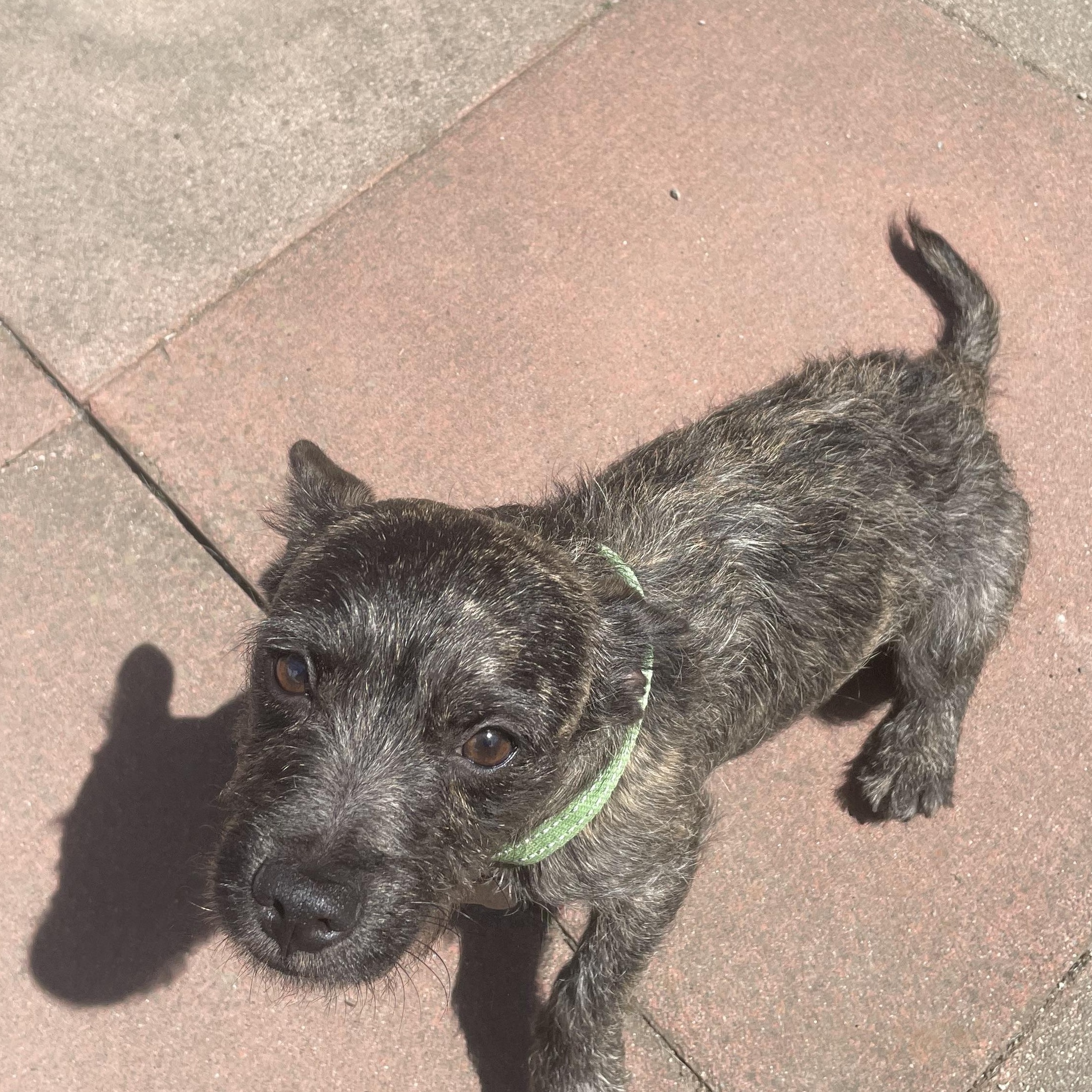 Stuart, adopted, Young Male Cairn Terrier.