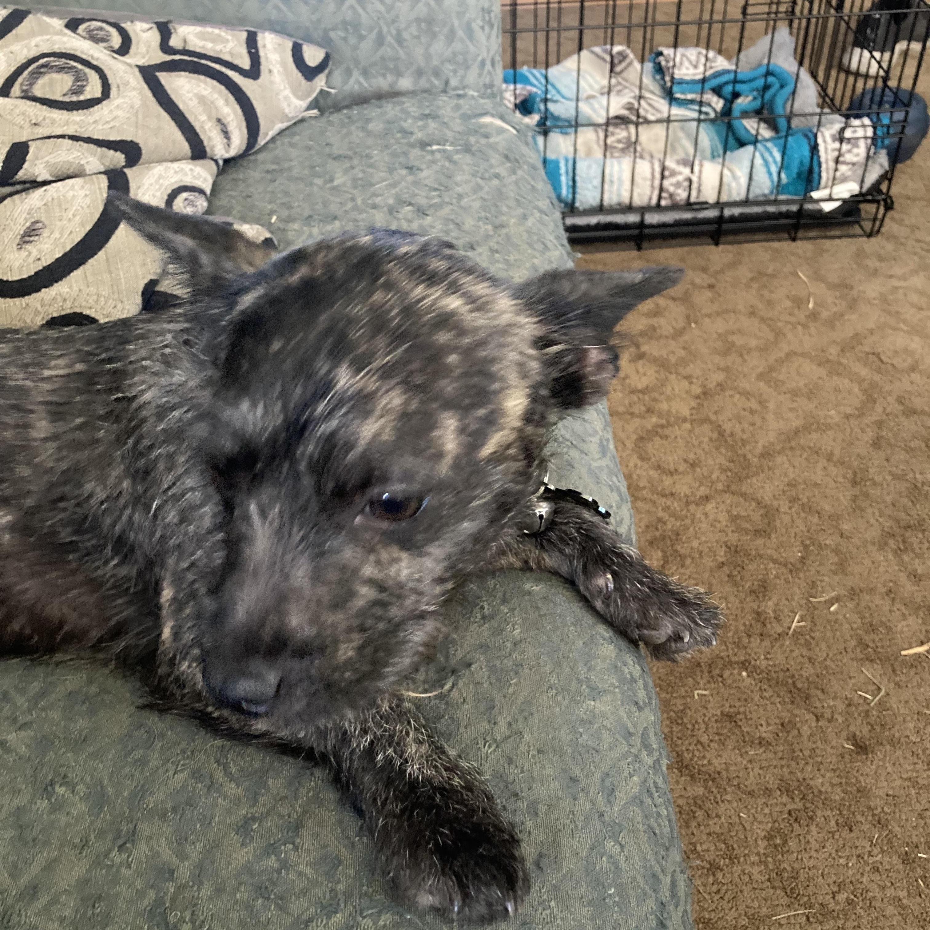 Stuart, an adopted mixed breed in North Vancouver, BC image 4/6
